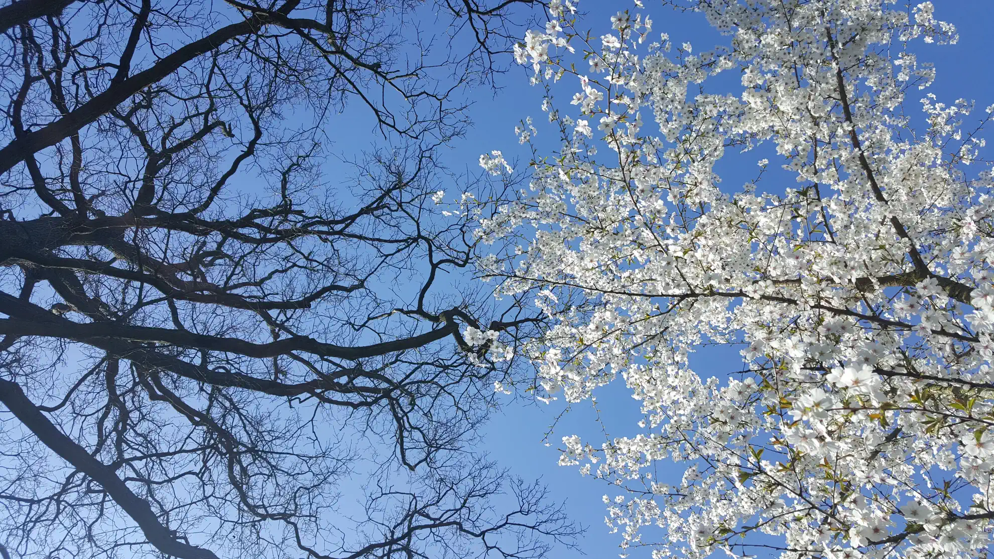 Arbre G N Alogique Personnalis Dans Les Branches